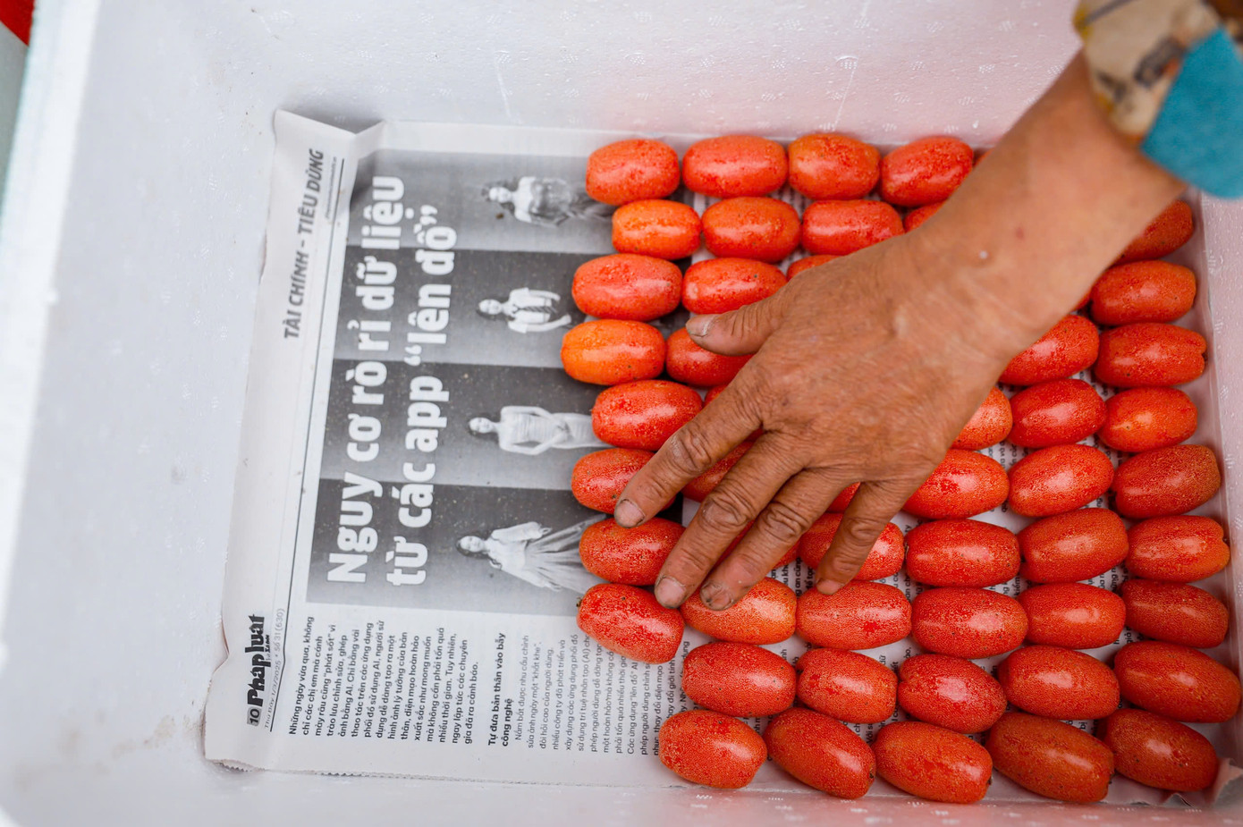 Sau khi đến tay thương lái, những quả nhót sẽ được chọn lọc, phân loại kỹ càng. Nhót loại 1 sẽ được xếp cẩn thận vào những hộp nhựa nhỏ có lót chống sốc với trọng lượng khoảng 300 - 500 gam/hộp. Nhót loại 2, 3 sẽ được xếp vào các thùng xốp và chuyển tới tay tiểu thương tại các chợ ở Hà Nội.