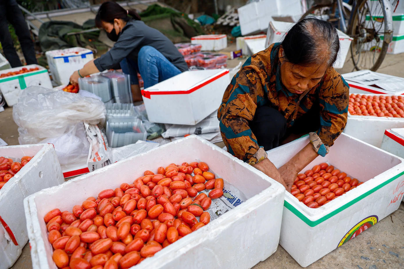 Sau khi đến tay thương lái, những quả nhót sẽ được chọn lọc, phân loại kỹ càng. Nhót loại 1 sẽ được xếp cẩn thận vào những hộp nhựa nhỏ có lót chống sốc với trọng lượng khoảng 300 - 500 gam/hộp. Nhót loại 2, 3 sẽ được xếp vào các thùng xốp và chuyển tới tay tiểu thương tại các chợ ở Hà Nội.
