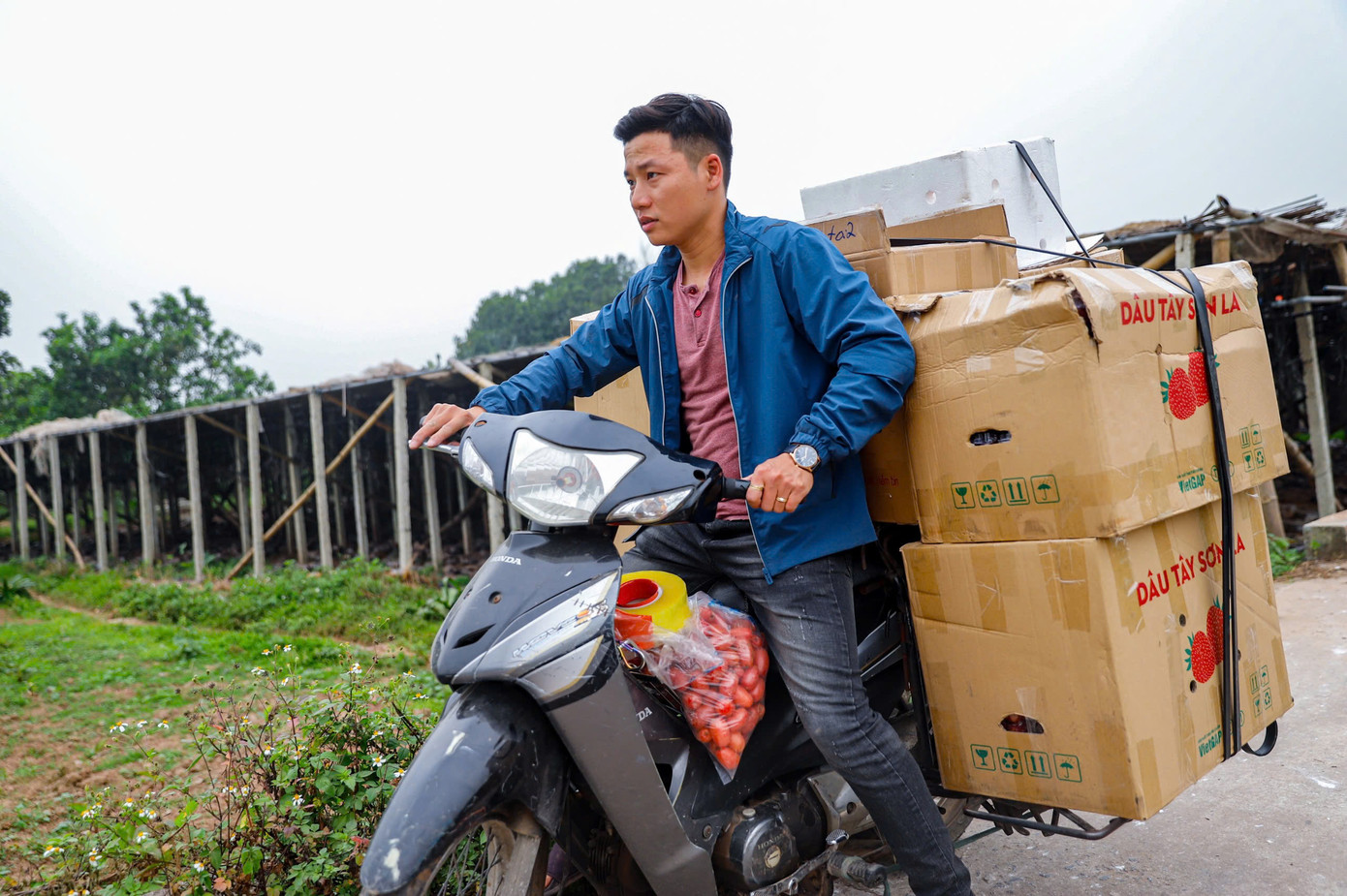 Nhờ được mùa, nhiều hộ dân trồng nhót không chỉ có thu nhập ổn định mà còn có cơ hội mở rộng thị trường tiêu thụ. Nhiều thương lái tìm về tận vườn để thu mua, giúp đầu ra cho sản phẩm trở nên thuận lợi hơn.