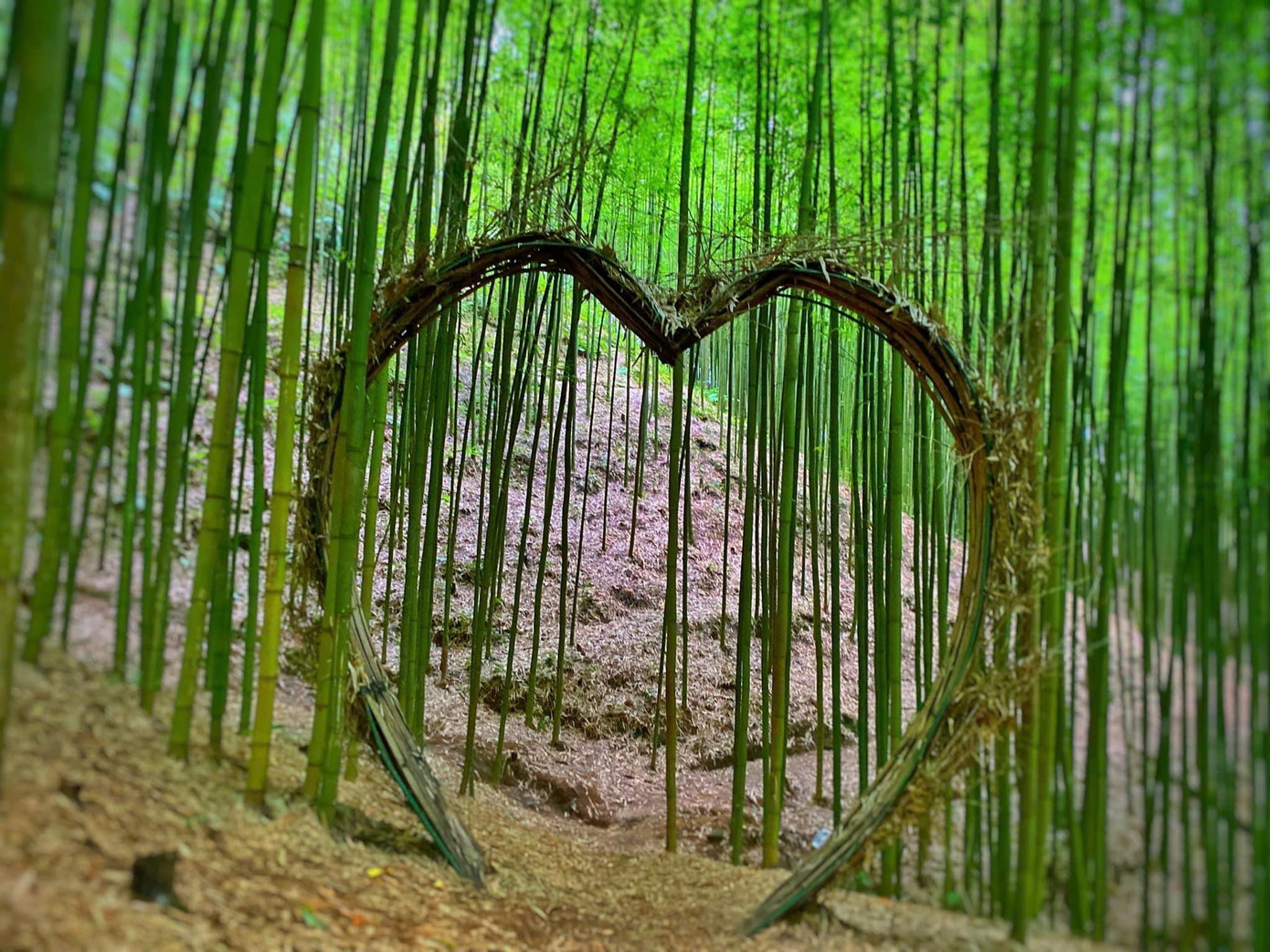 Tại đây, người dân địa phương còn dựng lên nhiều tiểu cảnh đẹp như xích đu, ghế gỗ, cầu tre... để tăng thêm phần lãng mạn cũng vừa làm chỗ nghỉ chân, check-in cho du khách.