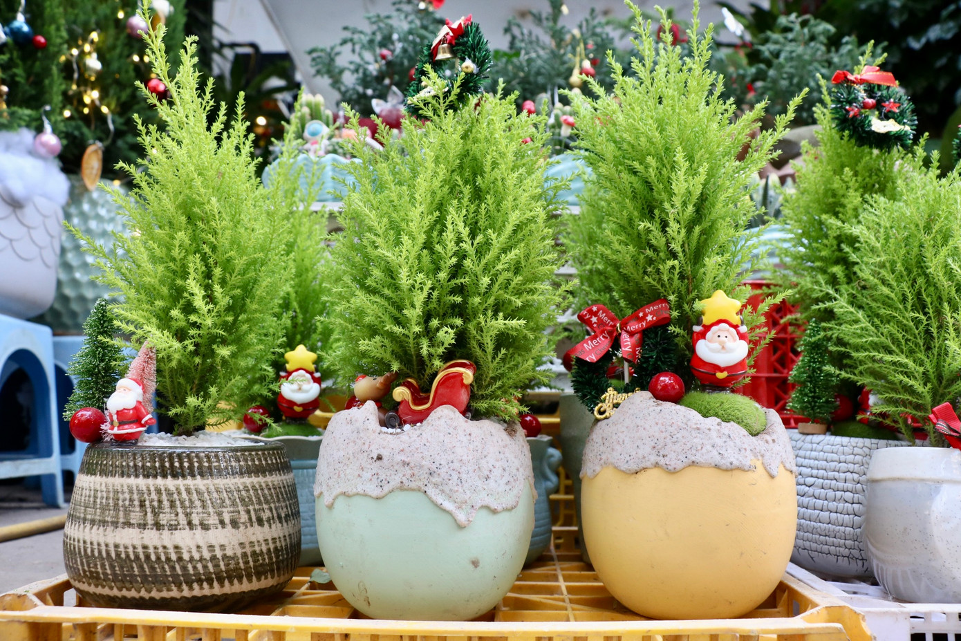 Theo chị Nhung, sơn tùng được săn đón bởi sức sống bền hơn các loại tùng khác. Giá của sơn tùng dao động 100.000 - 600.000 đồng/cây chưa trang trí, tùy vào kích thước. Giá tùng thơm dao động 80.000 - 500.000 đồng/cây tuỳ loại.