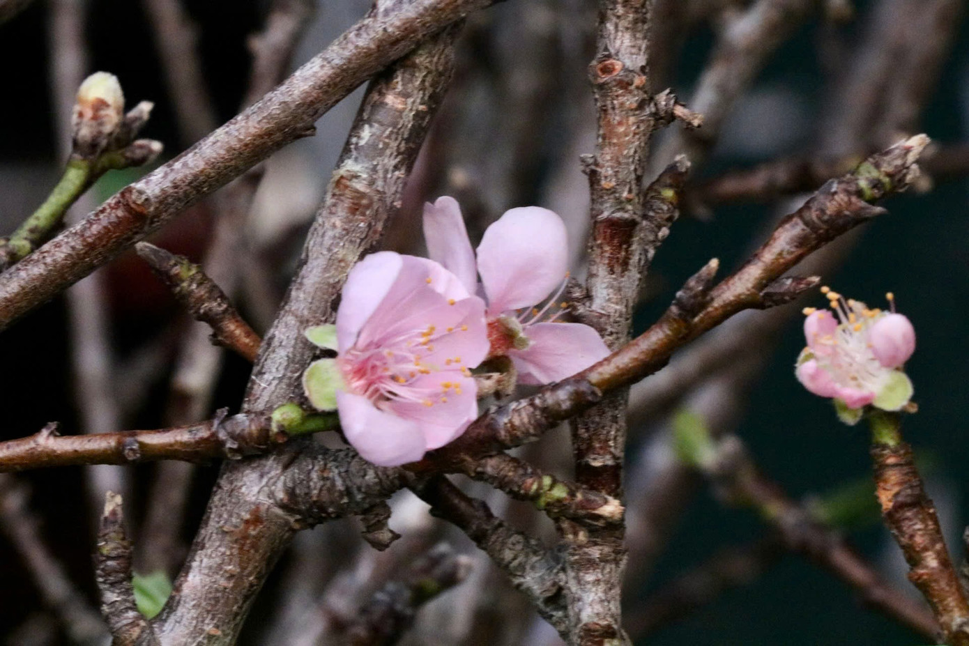 Cái thú chơi hoa sớm mang lại cho người chơi những trải nghiệm khác biệt so việc chơi hoa Tết đúng vụ. Trong không gian hiện đại của thành phố, hoa mận, hoa đào trở thành cầu nối mang hơi thở của núi rừng Tây Bắc đến với người dân thành thị, khiến mọi người cảm nhận rõ hơn vẻ đẹp và sự tinh tế của thiên nhiên Việt Nam. Cái thú chơi hoa sớm mang lại cho người chơi những trải nghiệm khác biệt so việc chơi hoa Tết đúng vụ. Trong không gian hiện đại của thành phố, hoa mận, hoa đào trở thành cầu nối mang hơi thở của núi rừng Tây Bắc đến với người dân thành thị, khiến mọi người cảm nhận rõ hơn vẻ đẹp và sự tinh tế của thiên nhiên Việt Nam.