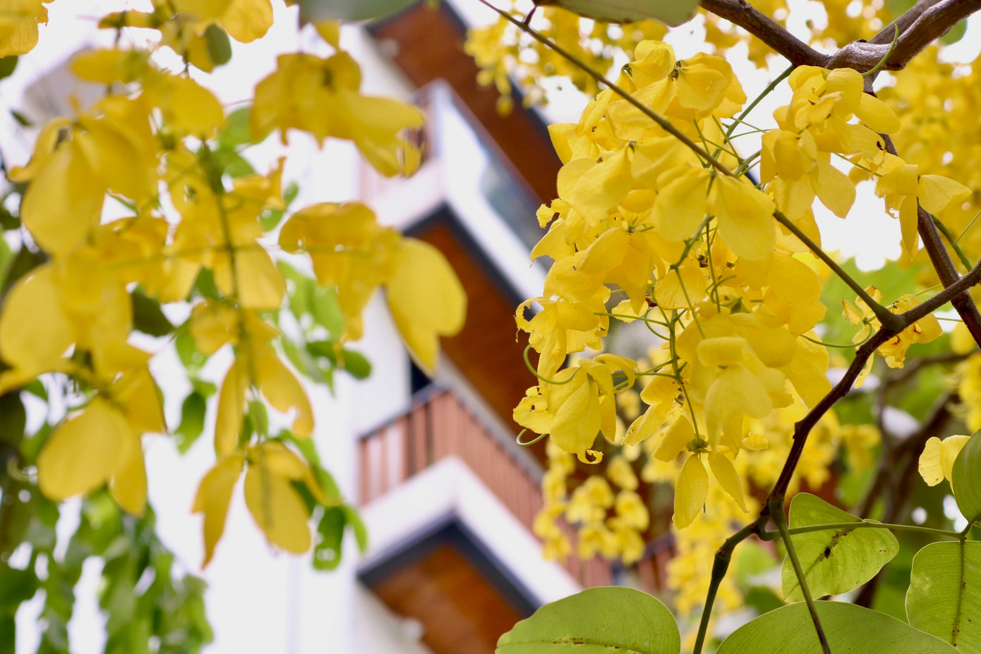 Đây là loài hoa thân gỗ, hoa đẹp, có mùi thơm và thường mọc thành từng chùm nên thường được chọn làm cây bóng mát và tạo cảnh quan cho đô thị. Đây là loài hoa thân gỗ, hoa đẹp, có mùi thơm và thường mọc thành từng chùm nên thường được chọn làm cây bóng mát và tạo cảnh quan cho đô thị.