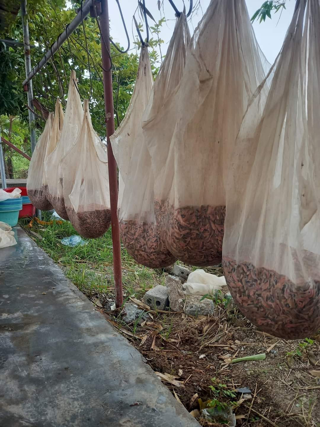 Sau khi được vớt về, rươi sẽ được treo lên cho ráo nước.