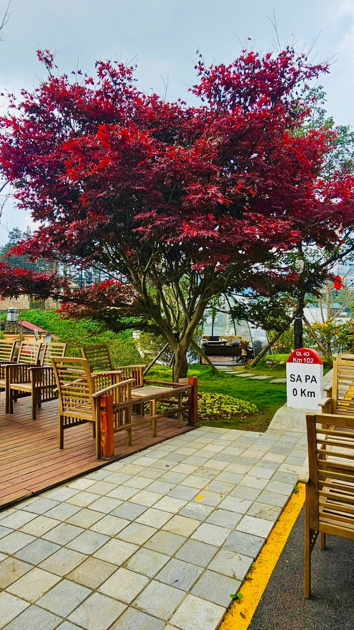 Được biết, đây là giống phong lá đỏ của Nhật Bản. Cây thân gỗ, tán rộng, lá có màu đỏ tươi.