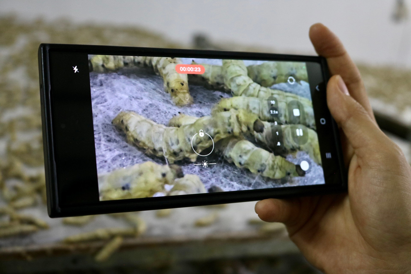 Tại xưởng nhà bà Phan Thị Thuận - một nghệ nhân có tiếng trong làng nghề - còn nuôi được các "thợ dệt tằm". Những con tằm ở đây không quấn tổ kén như thường mà chúng sẽ tự dệt chăn bông. Bà Thuận cho biết: "Thông thường trong quá trình trưởng thành và đến một độ nhất định con tằm sẽ bắt đầu quấn kén, nhưng ở đây chúng tôi sẽ 'huấn luyện' để cho chúng không quấn kén mà vẫn tiếp tục nhả tơ. Những sợi tơ đấy sẽ kết dính vào nhau hết lớp này đến lớp khác. Sau khi dệt liên tục trong vòng 4 ngày thì hết tơ chúng sẽ lột xác thành con nhộng. Khi đó chúng ta sẽ có thể thu hoạch những con nhộng đó để làm giống cho những vụ tiếp theo hoặc làm thực phẩm". Tại xưởng nhà bà Phan Thị Thuận - một nghệ nhân có tiếng trong làng nghề - còn nuôi được các "thợ dệt tằm". Những con tằm ở đây không quấn tổ kén như thường mà chúng sẽ tự dệt chăn bông. Bà Thuận cho biết: "Thông thường trong quá trình trưởng thành và đến một độ nhất định con tằm sẽ bắt đầu quấn kén, nhưng ở đây chúng tôi sẽ 'huấn luyện' để cho chúng không quấn kén mà vẫn tiếp tục nhả tơ. Những sợi tơ đấy sẽ kết dính vào nhau hết lớp này đến lớp khác. Sau khi dệt liên tục trong vòng 4 ngày thì hết tơ chúng sẽ lột xác thành con nhộng. Khi đó chúng ta sẽ có thể thu hoạch những con nhộng đó để làm giống cho những vụ tiếp theo hoặc làm thực phẩm".