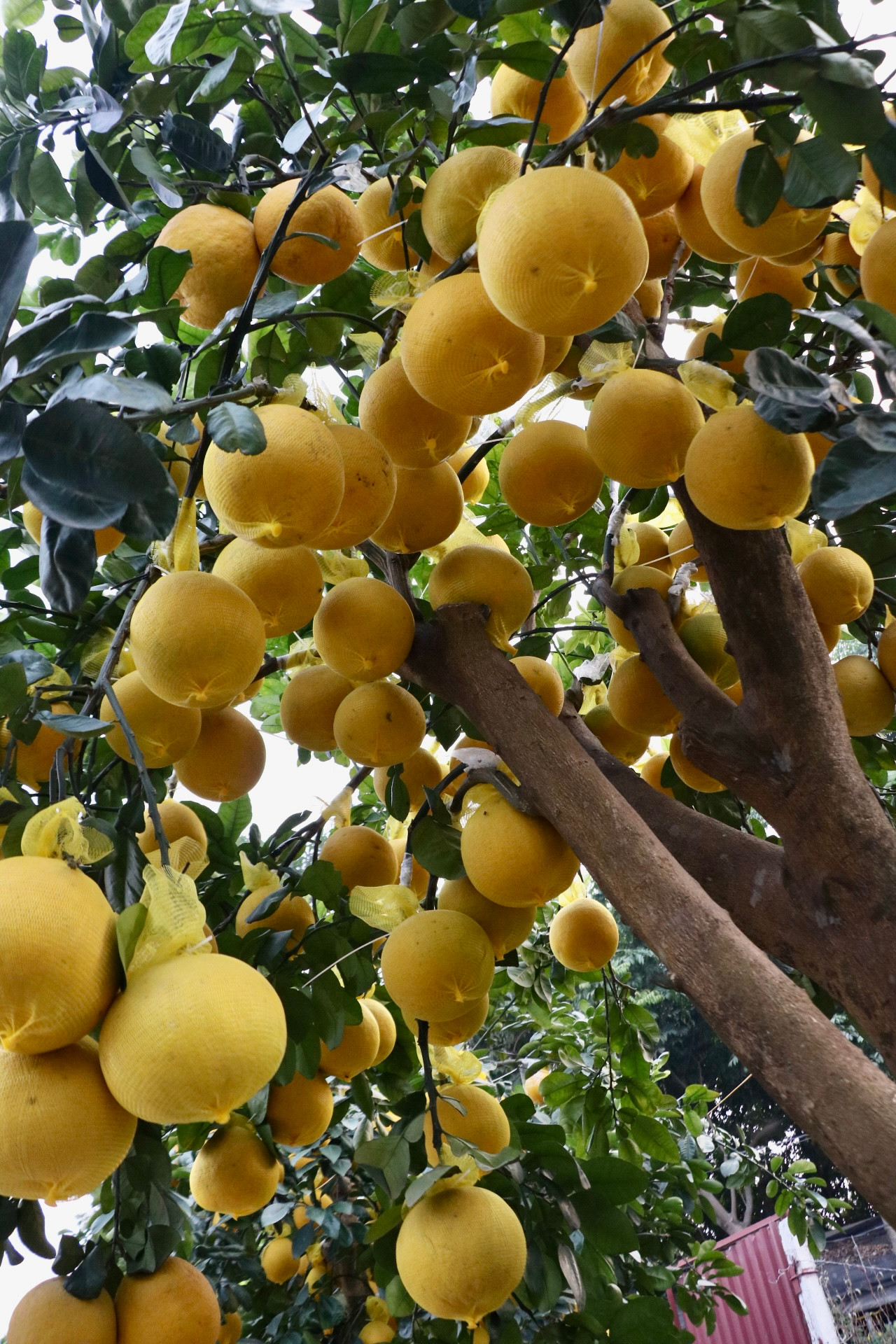 Anh Dụng cho biết cây bưởi to nhất có tuổi đời lên đến 30 năm, gốc to và rất sai quả. Bưởi được chọn lọc kỹ lưỡng, quả đầy cành, màu vàng óng có mùi rất thơm, lá xanh tươi. Loại cây này không chỉ mang ý nghĩa phong thủy với mong muốn “tài lộc đầy nhà”, mà còn tạo điểm nhấn thẩm mỹ cho không gian Tết.