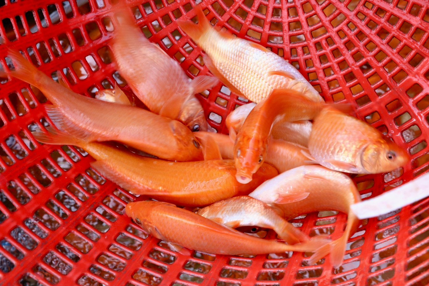 "Cá chép vàng phục vụ cho Tết ông Công ông Táo thường có 2 loại là cá chép vàng truyền thống và cá Tam Dương. Cá chép vàng truyền thống thường có màu nhạt hơn, cá Tam Dương có màu đậm hơn. Đối với hai mặt hàng này giá bán và sức mua đều như nhau, dao động từ 150.000 - 200.000 đồng/kg", chị Thùy Anh chia sẻ.