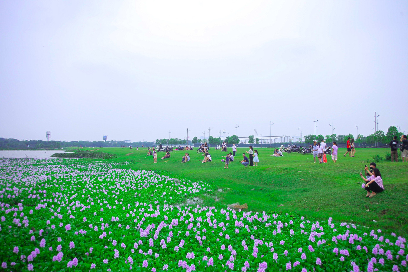 Cách trung tâm Hà Nội khoảng 15km, đối diện 285 đường Phúc Lợi quận Long Biên, một cánh đồng hoa bèo tây đang vươn mình đón nắng. Cách trung tâm Hà Nội khoảng 15km, đối diện 285 đường Phúc Lợi quận Long Biên, một cánh đồng hoa bèo tây đang vươn mình đón nắng.