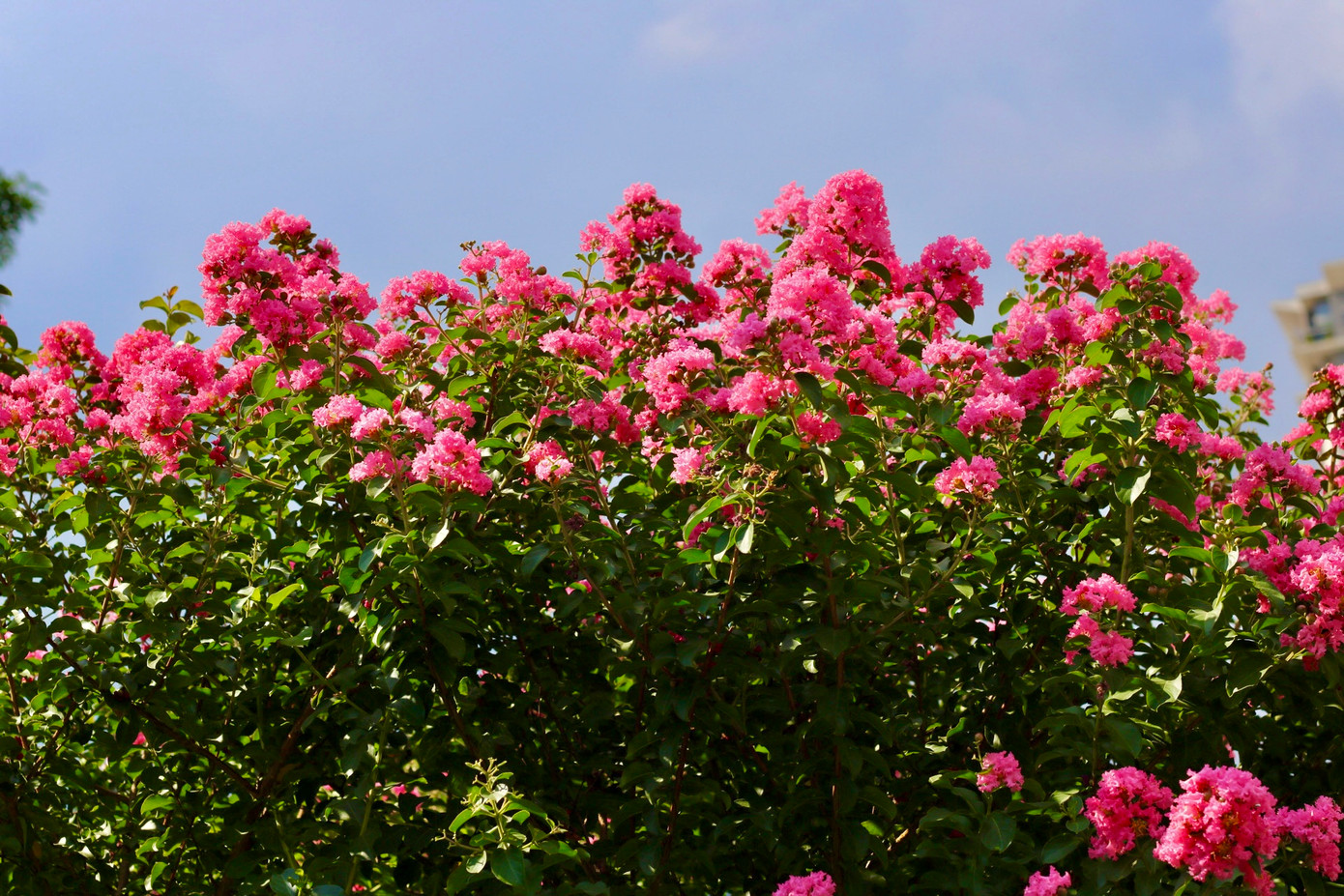 Những bông hoa tường vi cánh mỏng nổi bật trên cung đường với vẻ đẹp mộc mạc. Từng chùm hoa rung rinh khoe sắc hồng giữa nắng hè.