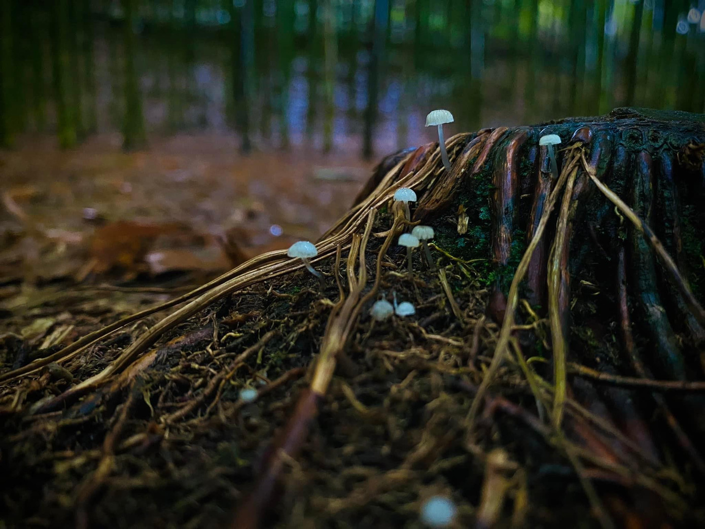 Môi trường dưới những tán trúc màu mỡ để cho những loài nấm phát triển.