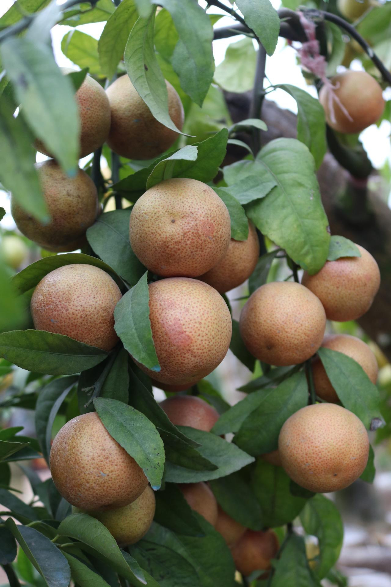 Khi chín đến độ chanh chuyển sang màu đỏ hồng, bắt mắt.