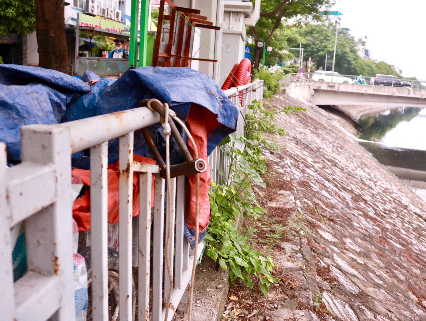 Cây được trồng trên vỉa hè nhưng bị đè lên bởi vật liệu chỉ còn một cành nhỏ vươn ra phía ngoài bờ sông là còn dấu hiệu sống.