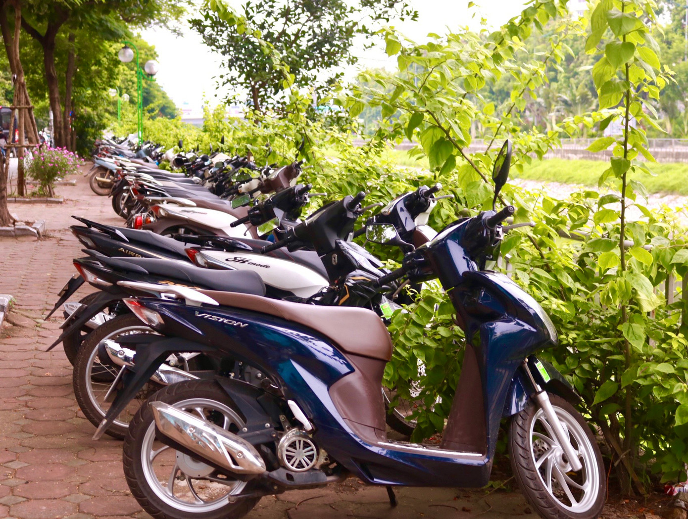 Theo tìm hiểu, những cây hoa giấy được trồng tại tuyến đường ven bờ sông Tô Lịch thuộc địa bàn quận Cầu Giấy được trồng trong Chiến dịch làm cho thế giới sạch hơn năm 2023. Tuyến đường hoa giấy dọc bờ sông được xây dựng bằng nguồn vốn xã hội hóa đi qua các phường Nghĩa Đô, Quan Hoa, Yên Hòa, Trung Hòa.