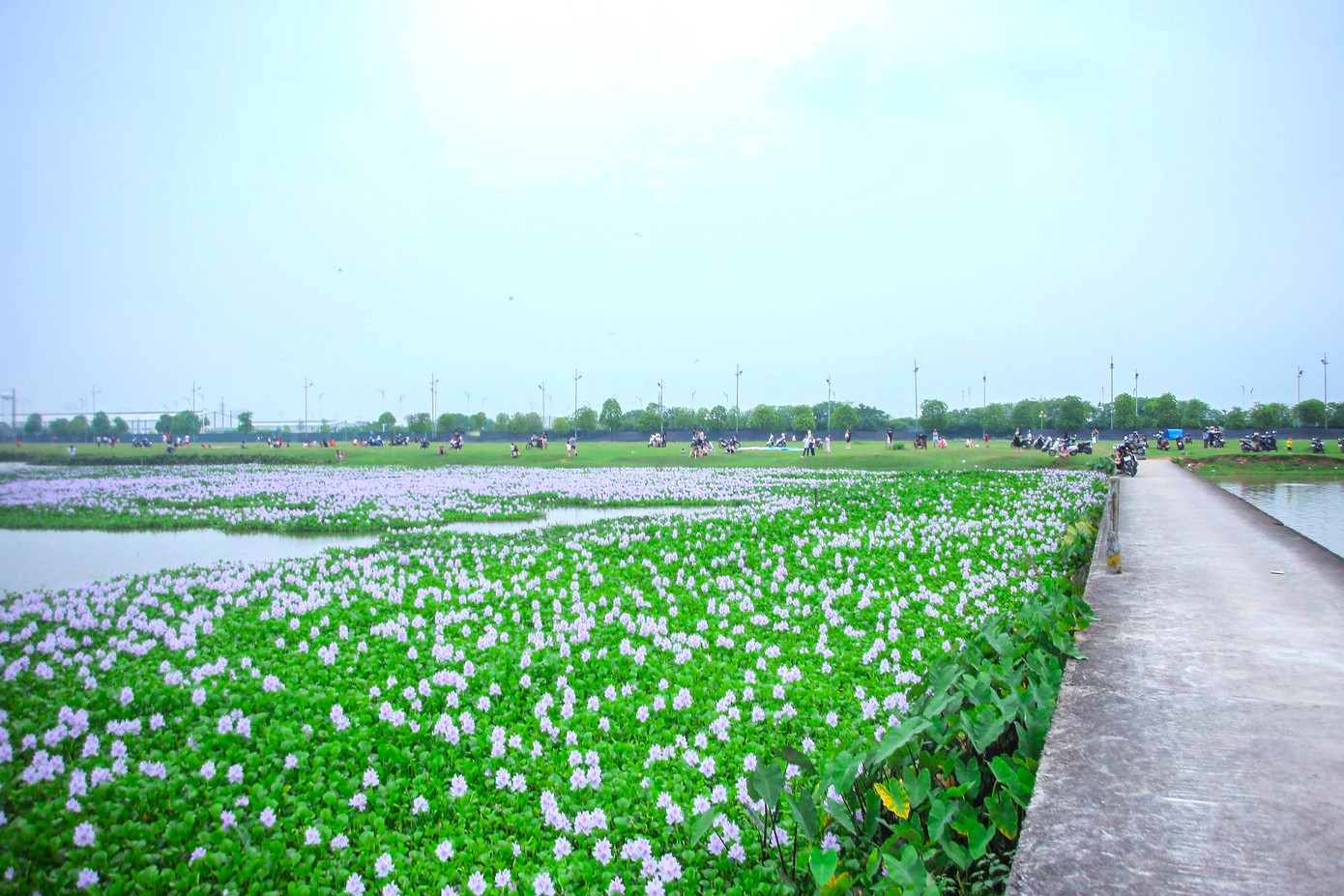 Đến đây, không chỉ được đắm chìm trong vẻ đẹp của hoa bèo tây, chụp những tấm ảnh ưng ý mà còn được thả diều, vui chơi trên dải đê nằm ngay cạnh cánh đồng Đến đây, không chỉ được đắm chìm trong vẻ đẹp của hoa bèo tây, chụp những tấm ảnh ưng ý mà còn được thả diều, vui chơi trên dải đê nằm ngay cạnh cánh đồng