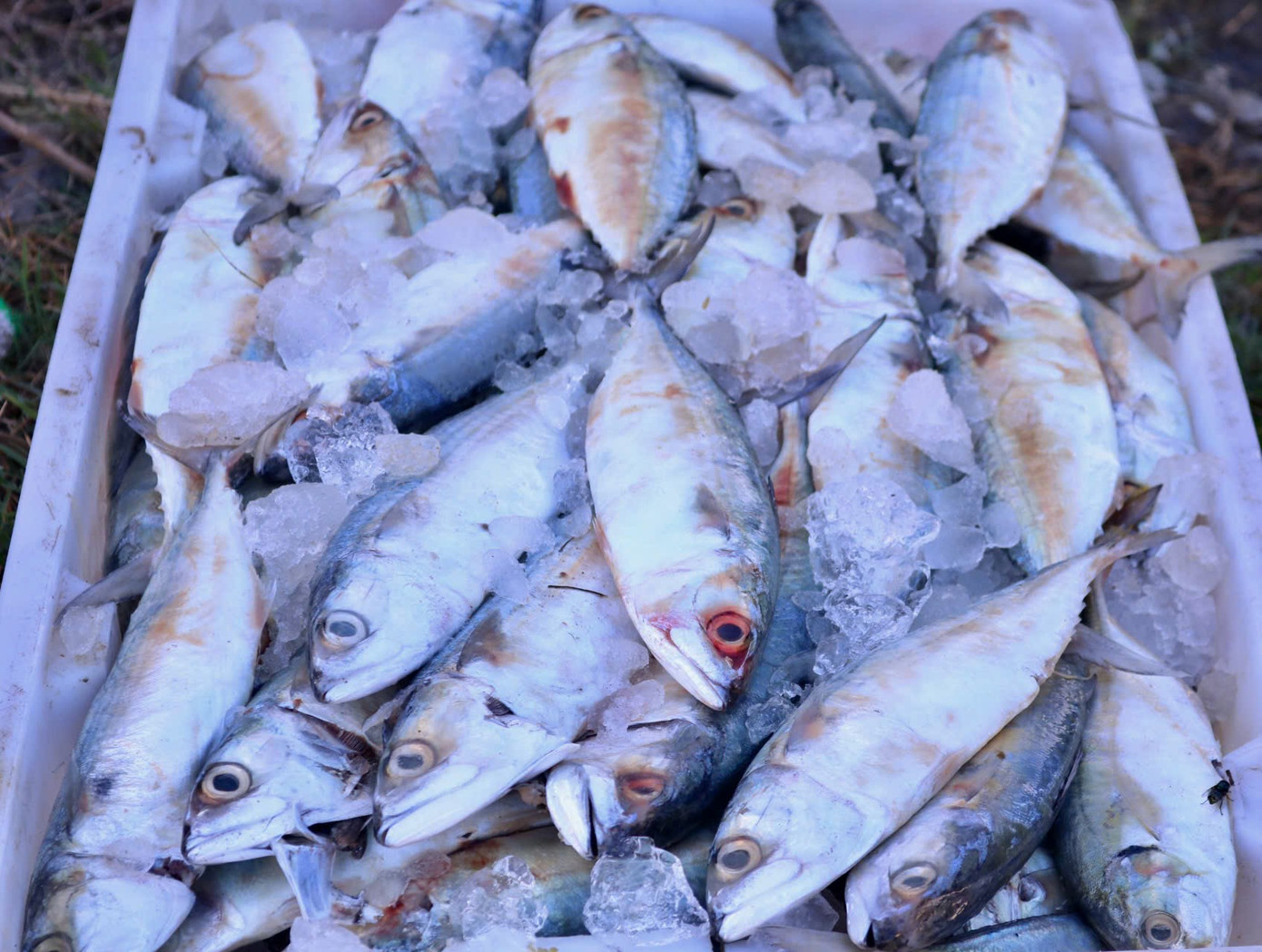 Ngư dân cho biết đợt này ngoài cá hố chiếm số lượng lớn thì cũng có thêm các loại hải sản khác như cá bạc má, cua, ghẹ biển,...Giá mỗi cân bạc má rơi vào khoảng 30.000 - 40.000 đồng, giá ghẹ khoảng 150.000 đồng/kg, ghẹ xanh khoảng 300.000 đồng/kg. Mực trứng mới vào bờ giá khoảng 150.000 - 200.000 đồng/kg.