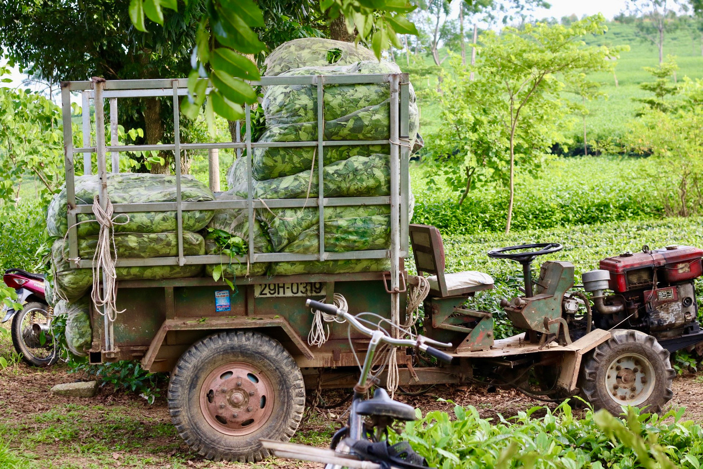 Hiện nay, đồi chè còn thu hút rất nhiều lượng khách du lịch đến check-in. Theo người dân, những năm gần đây nhiều người còn đầu tư trồng thêm những cây lấy bóng mát và có hoa như bằng lăng, phong linh, hoa ban để phục vụ nhu cầu chụp hình của du khách. Nếu đến đồi chè vào mùa hoa nở, mọi người sẽ tha hồ chụp ảnh đồi chè xanh mướt và thêm vào đó còn được điểm xuyến bằng sắc hoa.