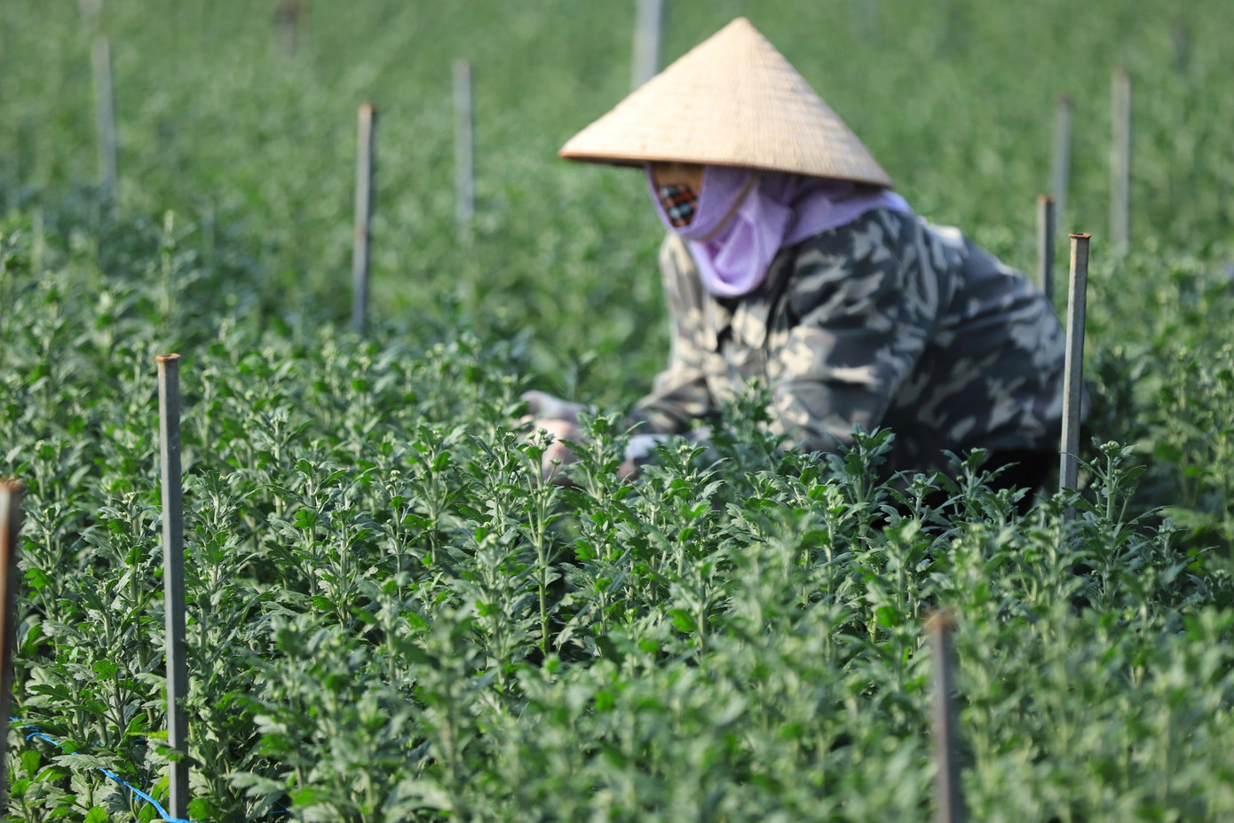 Ngoài hồng, tại đây người dân cũng còn canh tác nhiều loại hoa khác như cúc, thược dược, lay ơn, thạch thảo,... Thời gian này, người dân ở làng hoa Mê Linh tất bật từ sáng đến đêm, tập trung chăm sóc, cắt tỉa cho những cây hoa.