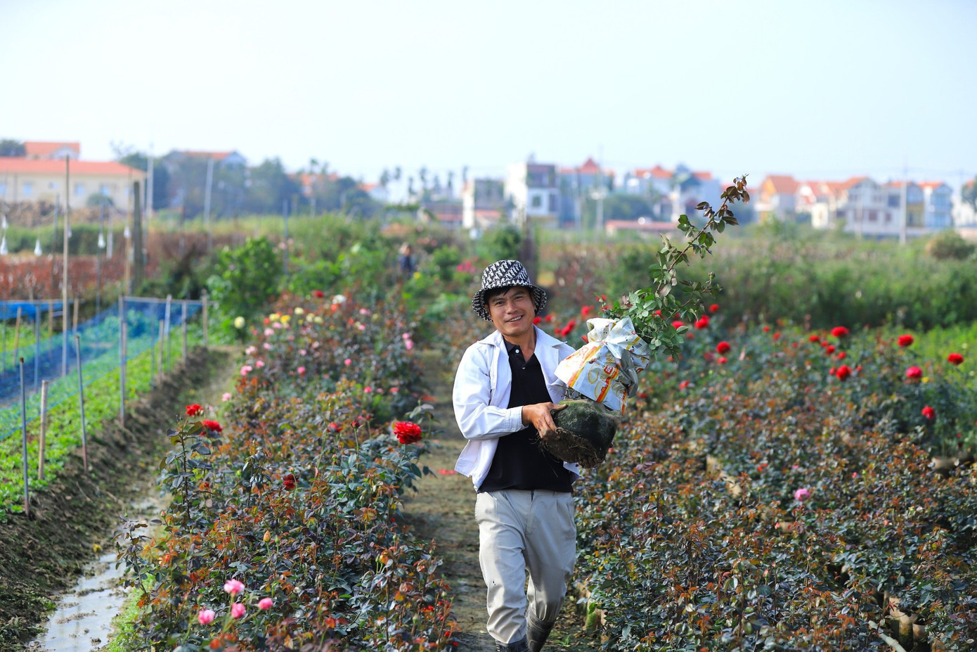 Đến thời điểm hiện tại, nhiều nhà vườn đã có khách đến xem hoa và đặt cọc.