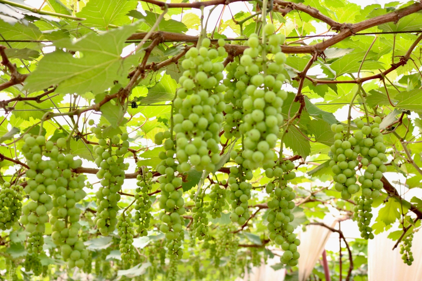 Chị Hạnh cho biết giống nho hạ đen có xuất xứ từ Trung Quốc và được trường Đại học Nông Lâm Bắc Giang trồng thí điểm từ khoảng năm 2017. Gia đình chị đã bắt đầu đi tìm hiểu về giống cây và cách làm ở nhiều nơi như Bắc Giang, Vĩnh Phúc, Lạng Sơn. Đến khoảng tháng 10/2020, gia đình trồng thành công 600 gốc nho Hạ đen không hạt với sự giúp đỡ kỹ thuật của Trường Đại học Nông lâm Bắc Giang, sự hướng dẫn của Trung tâm khuyến nông Thành phố, Trạm khuyến nông huyện.