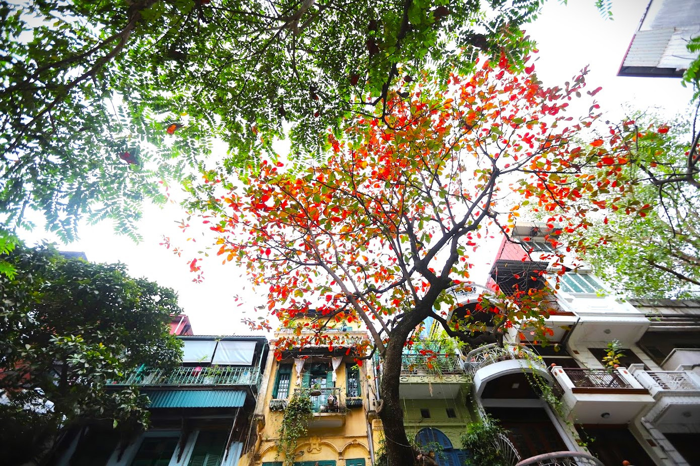 Đông về trên phố nhỏ Hà Nội không chỉ mang theo những đợt gió lạnh và phủ lên bầu trời nơi đây một gam màu xám xịt ảm đạm của những lớp mây mù. Đông về là ngày lá bàng rực đỏ.