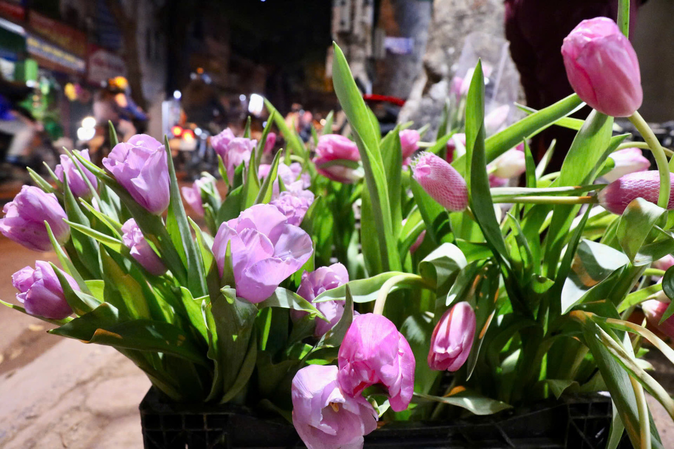 Hiện tại, cửa hàng bà Trường có bán hoa tulip với nhiều màu khác nhau như hồng, tím, cam, đỏ, vàng, trắng. Bên cạnh đó còn có loại hoa tulip kép cũng rất được các bạn trẻ ưa chuộng.