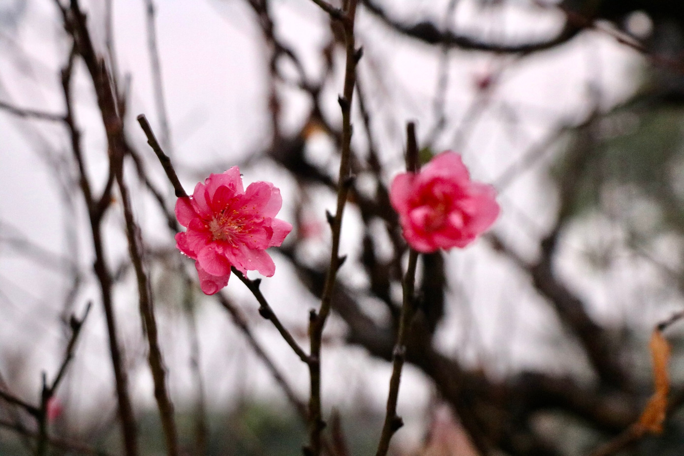 Nhiều bông hoa đã bung nở sớm trước Tết.