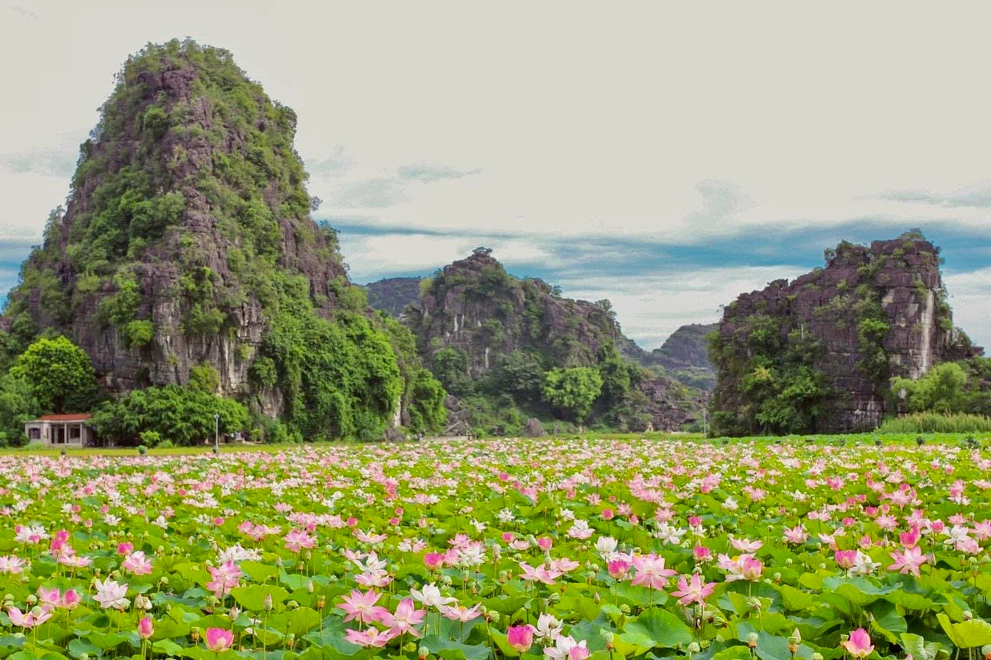Khung cảnh thơ mộng tại đầm sen Vân Long