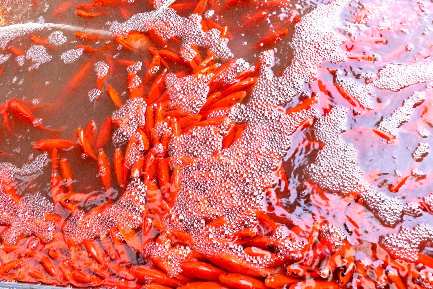 Những ngày này, chợ cá Yên Sở rực đỏ với hàng trăm ngàn con cá chép sẵn sàng phục vụ nhu cầu người dân Thủ đô trước ngày 23 tháng Chạp.