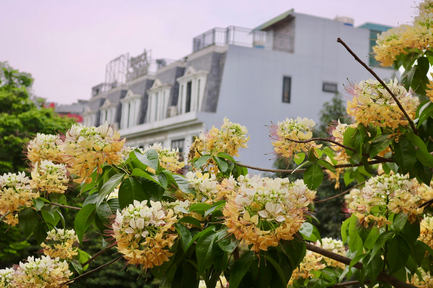 Cây hoa bún còn có tên gọi khác là bạch hoa hay màn màn, có từ lâu đời với mùi thơm dễ chịu, khi nở nhụy hoa có hình dáng giống với sợi bún. Bởi hình dáng như vậy nên mọi người thường gọi cây với cái tên là cây hoa bún.