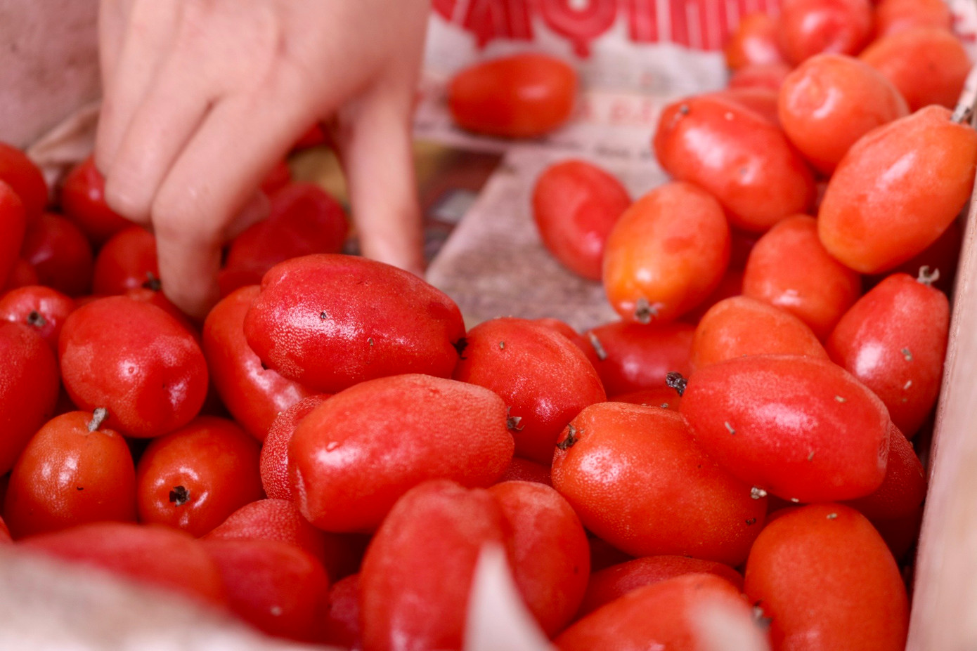 Theo chị Lan Anh, những quả đạt tiêu chuẩn là những quả mẩy, có màu đỏ tươi. Những quả màu đỏ thẫm hơn một chút thì sẽ ngọt hơn nhưng ít ai để đến lúc đó mới thu hoạch bởi chín đến độ đó quả sẽ rất dễ bị dập, hỏng khi trẩy quả. Theo chị Lan Anh, những quả đạt tiêu chuẩn là những quả mẩy, có màu đỏ tươi. Những quả màu đỏ thẫm hơn một chút thì sẽ ngọt hơn nhưng ít ai để đến lúc đó mới thu hoạch bởi chín đến độ đó quả sẽ rất dễ bị dập, hỏng khi trẩy quả.