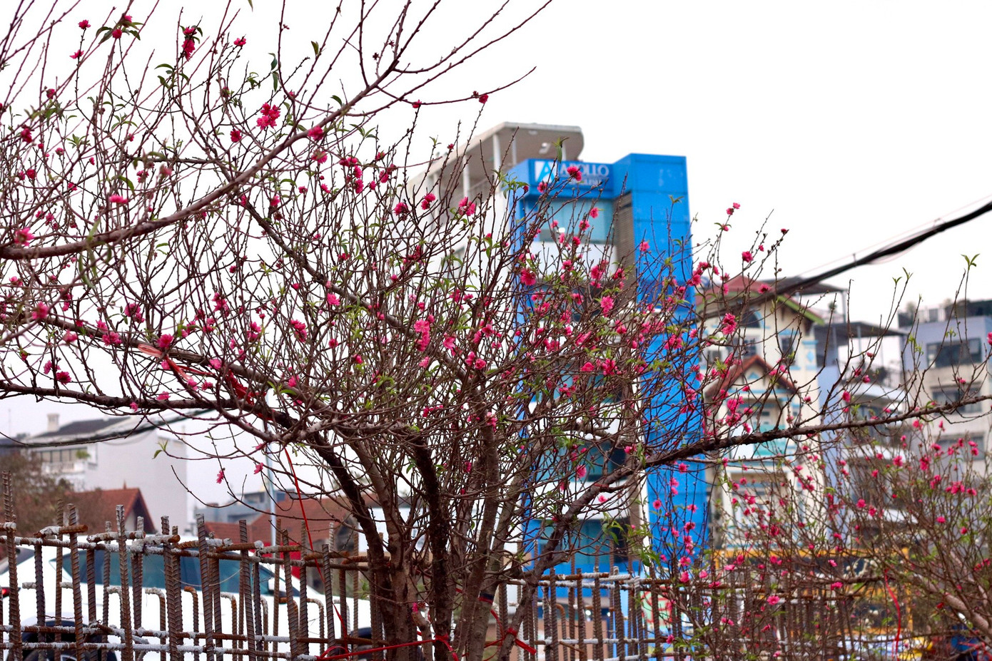 Ghi nhận tại chợ hoa Quảng An (quận Tây Hồ, Hà Nội), những gốc đào Nhật Tân đã được bày bán để phục vụ người dân Thủ đô mua về chơi sớm.