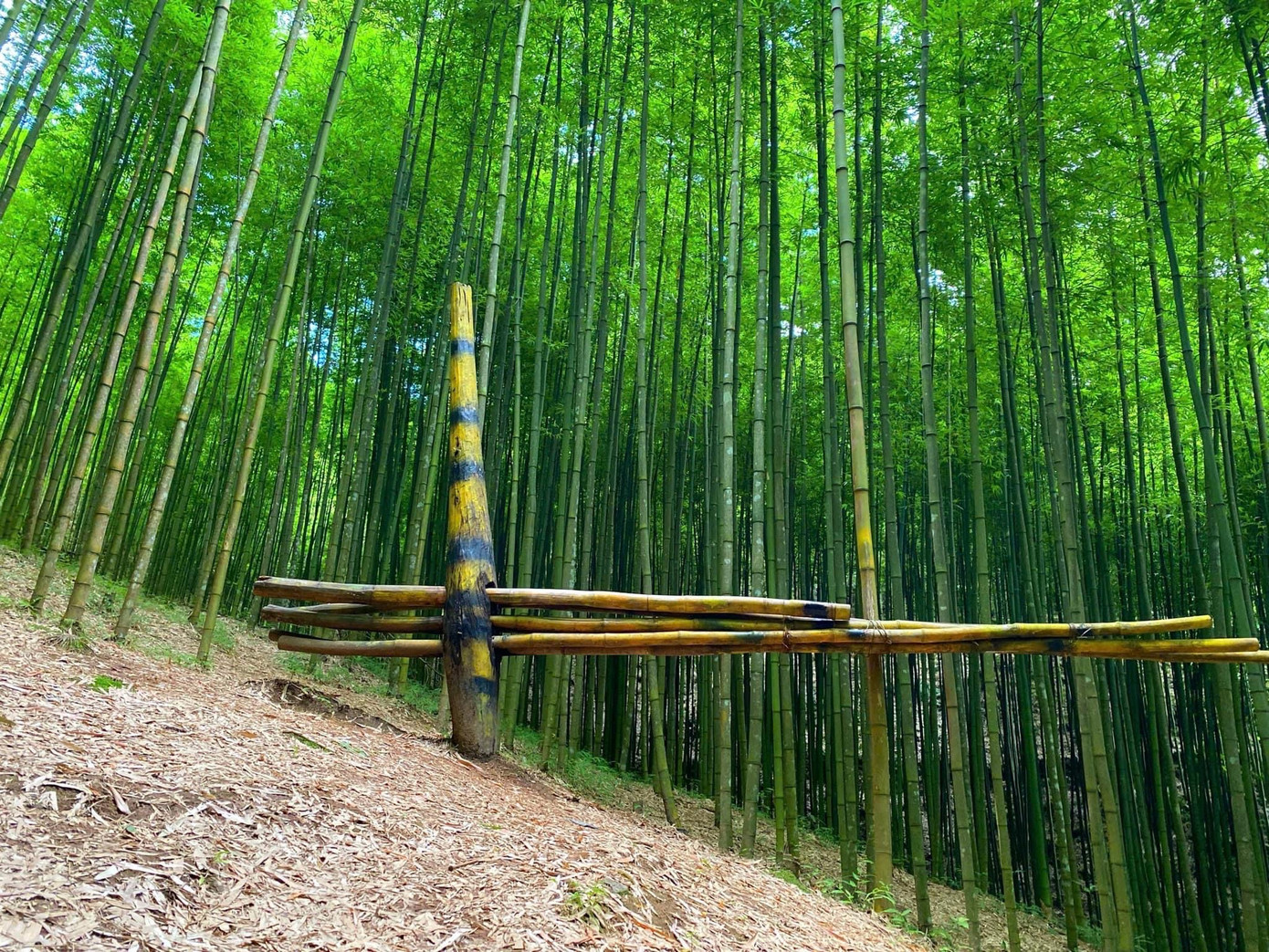 Tại đây, người dân địa phương còn dựng lên nhiều tiểu cảnh đẹp như xích đu, ghế gỗ, cầu tre... để tăng thêm phần lãng mạn cũng vừa làm chỗ nghỉ chân, check-in cho du khách.