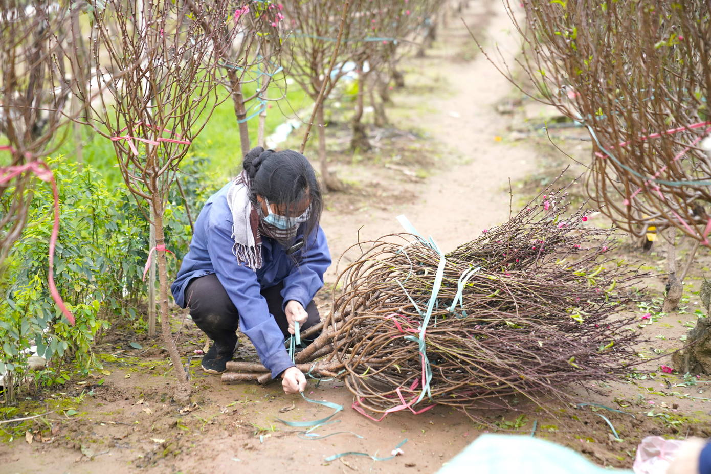 Theo nhà vườn tại đây, những cây đào nở đẹp sẽ được thu hoạch theo 2 cách; cắt cả cây hoặc cắt những cành đào nhỏ và bó lại.