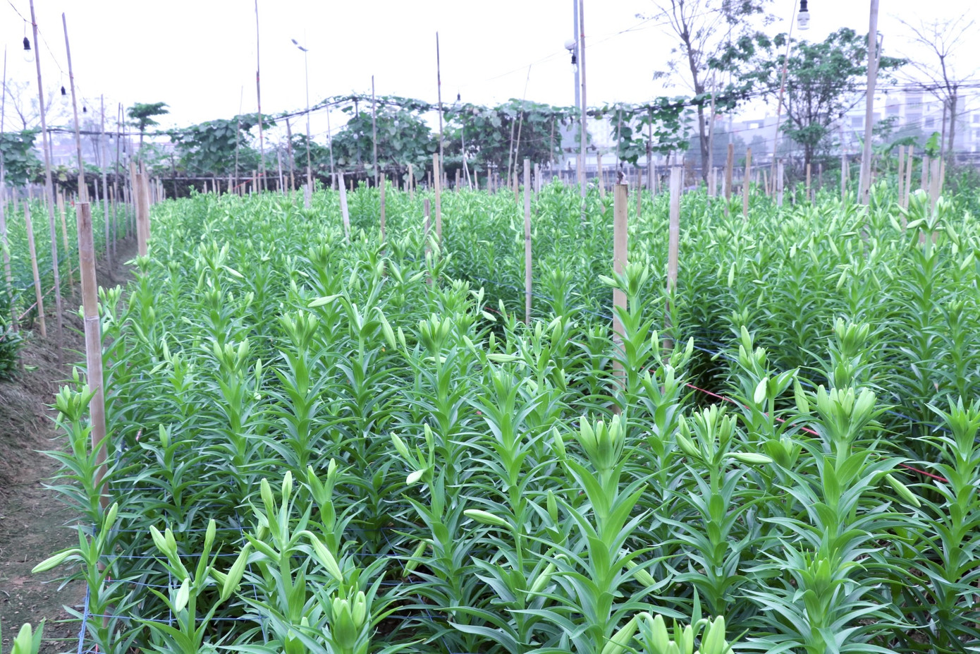 Hoa loa kèn còn được gọi là hoa huệ tây, hoa bách hợp. Đây là loại hoa phổ biến trên thế giới. Hoa loa kèn một năm chỉ có một vụ và thường cho thu hoạch vào đầu tháng 4. Hoa loa kèn còn được gọi là hoa huệ tây, hoa bách hợp. Đây là loại hoa phổ biến trên thế giới. Hoa loa kèn một năm chỉ có một vụ và thường cho thu hoạch vào đầu tháng 4.