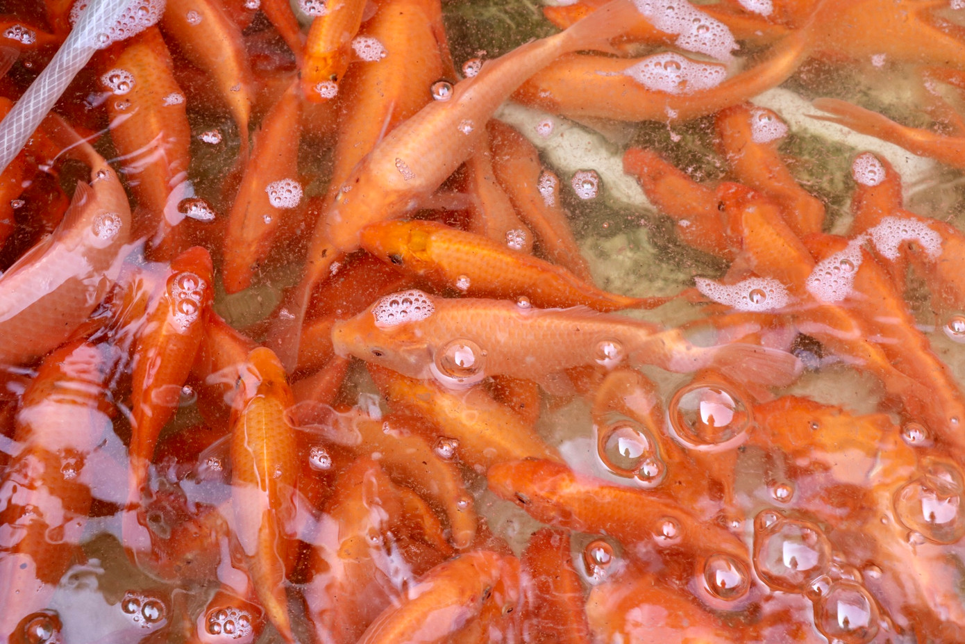 Sau khi mua cá về nên để cá vào chậu hoặc bình nước có chứa nước hồ, nước giếng để cá thích nghi, không nên cho cá vào nước máy vì nước máy chứa nhiều clo dễ làm chết cá.