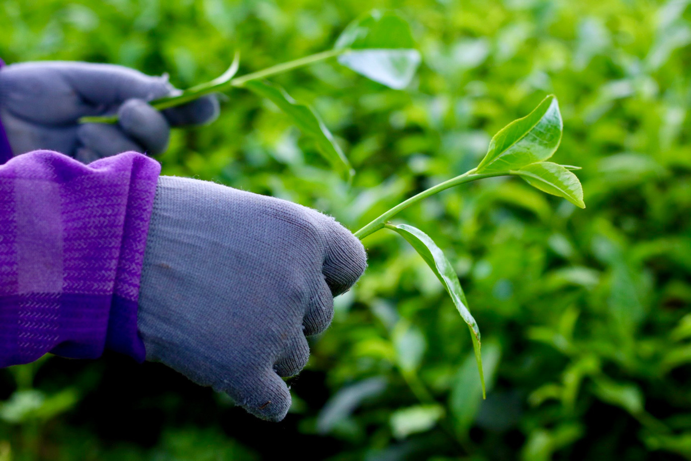 Chè năm nay được người trồng chè đánh giá là đẹp hơn mong đợi và cho sản lượng cao. Sau khi thu hoạch, chè sẽ được nhập về công ty với giá dao động từ 4.700-4.800 đồng/kg.