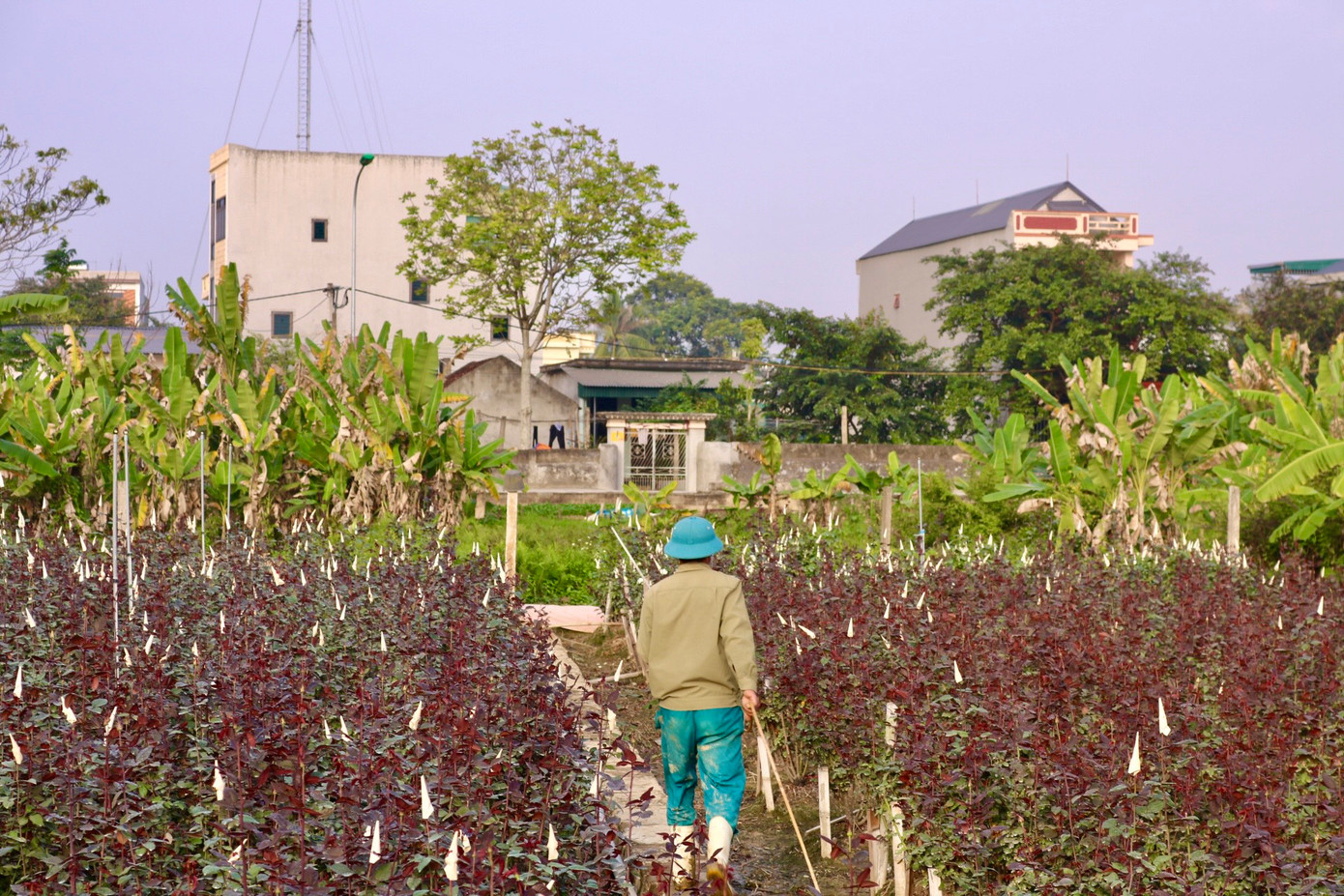 Bên cạnh hoa cúc, hoa hồng cũng là loại cây "chủ lực" của bà con làng hoa Đông Cương, thế nhưng theo người dân năm nay hoa hồng cũng mất giá.