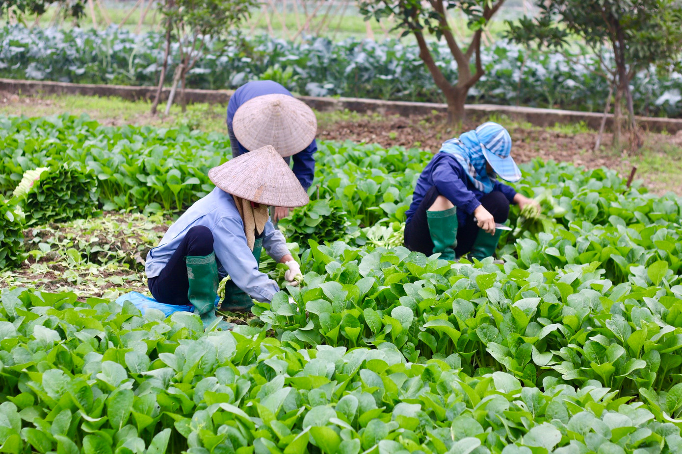 Bà con nhanh tay thu hoạch lứa rau cải ngọt đến độ mơn mởn được gieo trước tết. Bà con nhanh tay thu hoạch lứa rau cải ngọt đến độ mơn mởn được gieo trước tết.