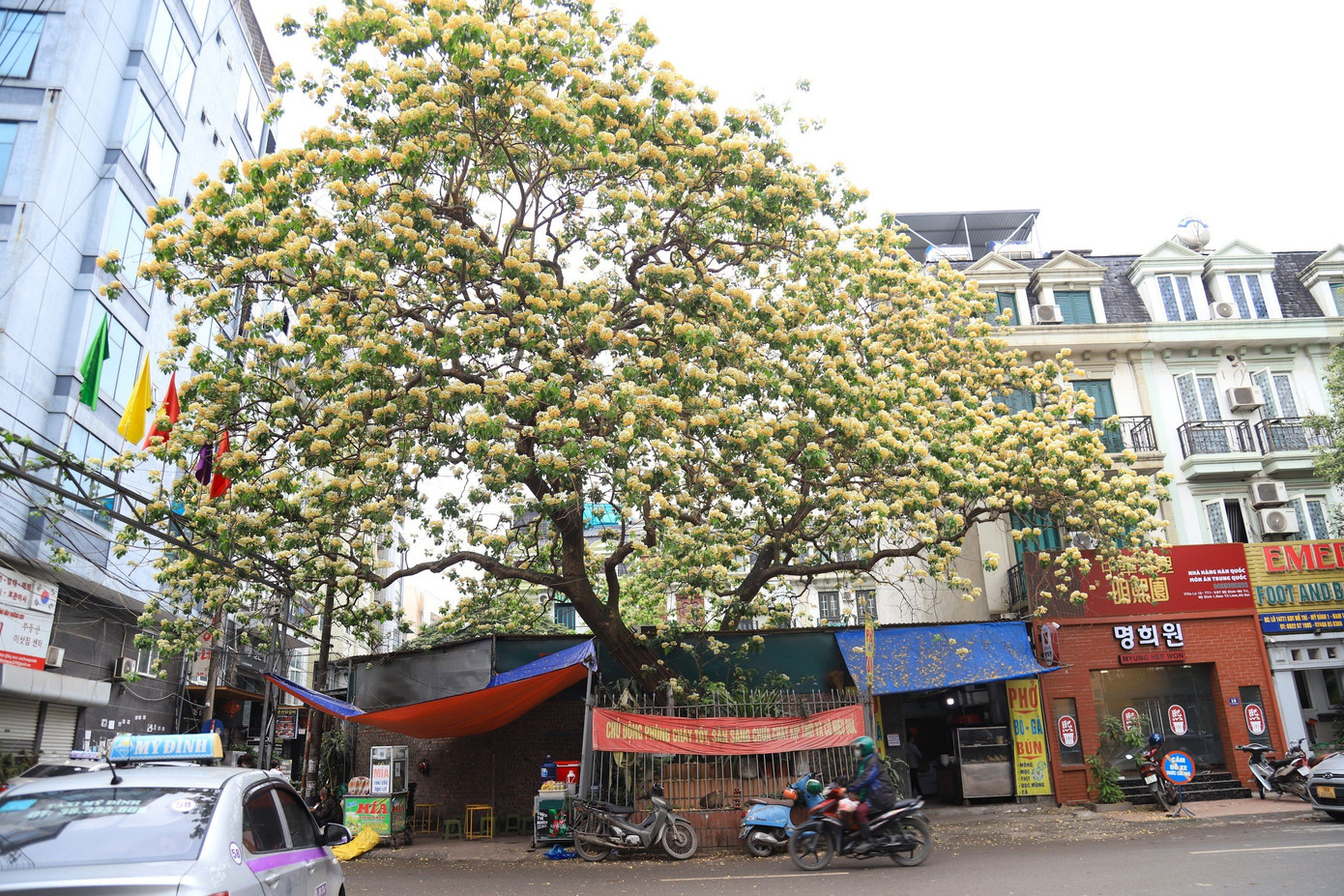 Cây hoa bún với tuổi đời hơn 300 năm nằm trên đường Đình Thôn khoe sắc. Đây là cây bún đã gắn bó với nhiều thế hệ người dân làng Đình Thôn.