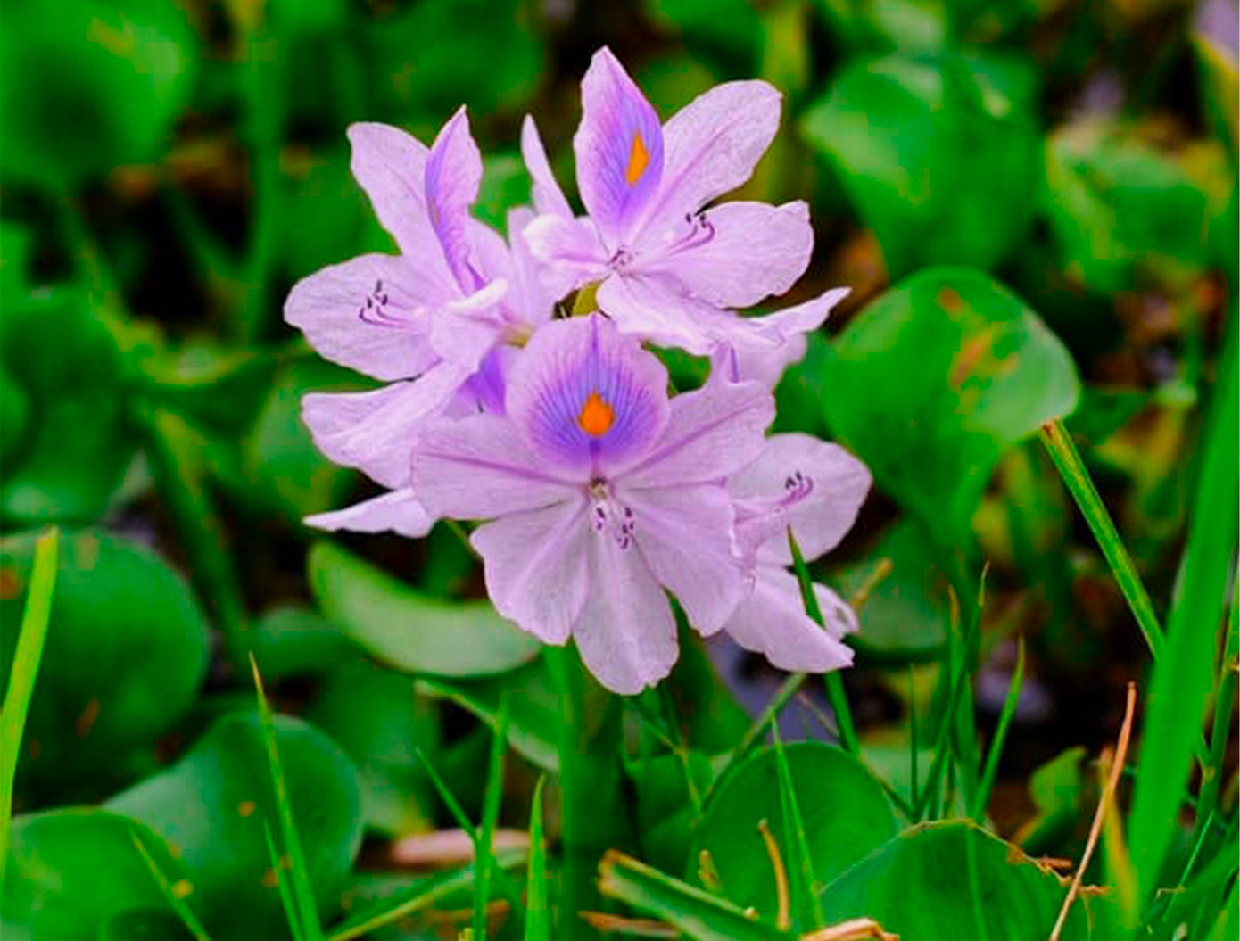 Hoa lục bình thường mọc thành 1 cụm to trên đỉnh, mỗi cụm có nhiều hoa đơn nhỏ, hoa lục bình có màu tím hoặc tím lam đặc trưng, mỗi cánh hoa đều có 1 đốm vàng. Hoa lục bình gồm 6 nhụy, gồm 3 nhụy dài và 3 nhụy ngắn. Hoa lục bình thường mọc thành 1 cụm to trên đỉnh, mỗi cụm có nhiều hoa đơn nhỏ, hoa lục bình có màu tím hoặc tím lam đặc trưng, mỗi cánh hoa đều có 1 đốm vàng. Hoa lục bình gồm 6 nhụy, gồm 3 nhụy dài và 3 nhụy ngắn.