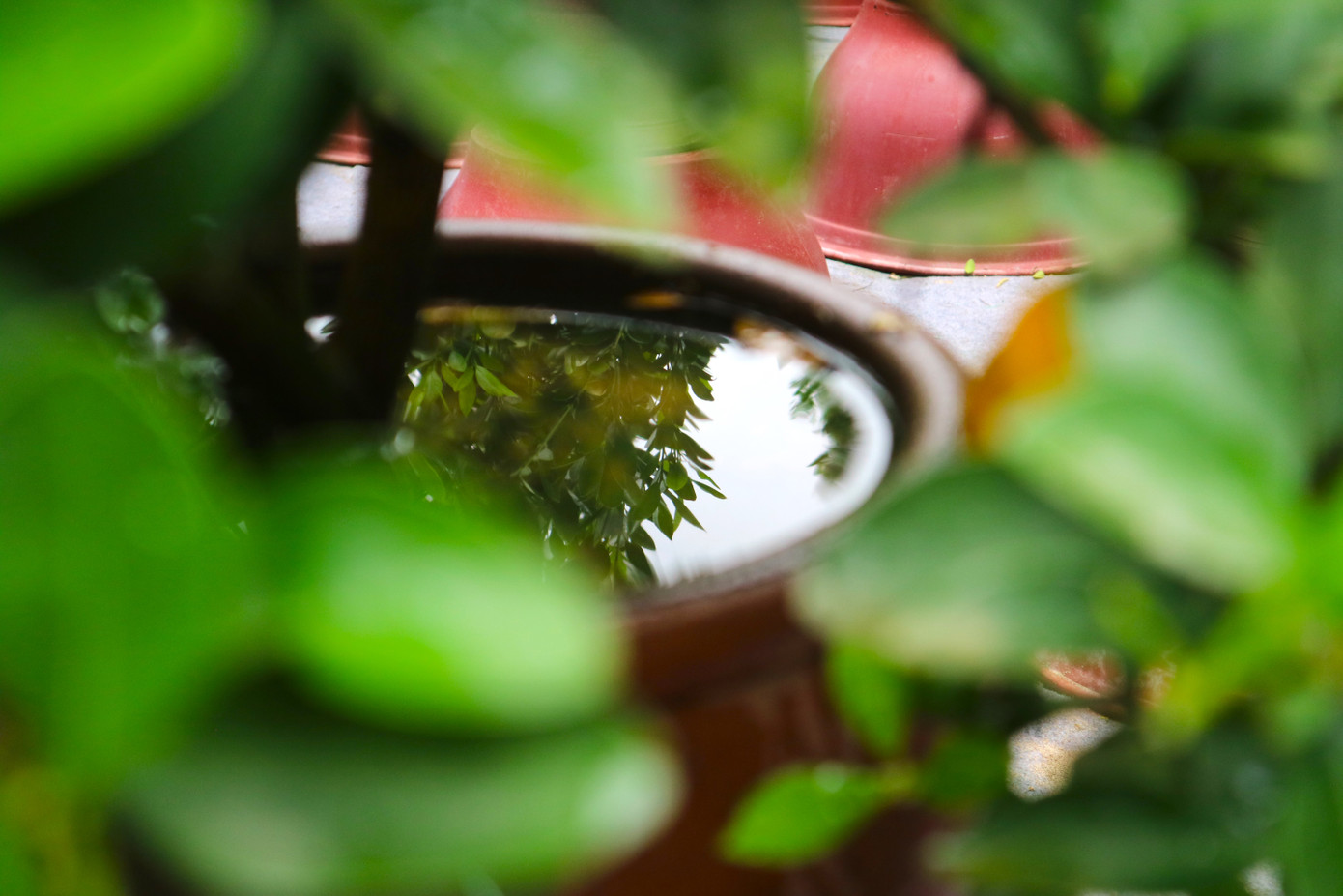 Gần vào vụ, công tác bổ sung nước cho cây được diễn ra đều đặn hơn. Theo ông Bùi Đình Tuấn (60 tuổi, chủ một nhà vườn tại Tứ Liên) cho biết: "Do quất cảnh là loại cây hút nước, cần nhiều ánh sáng nên những lúc này, các nhà vườn như chúng tôi đều tưới nước đều đặn ngày 2 lần vào buổi trưa và buổi chiều để tránh cho quất khô dẫn đến vàng lá. Quất cảnh thường phát triển tốt nhất ở nhiệt độ từ 20 - 24 độ C".