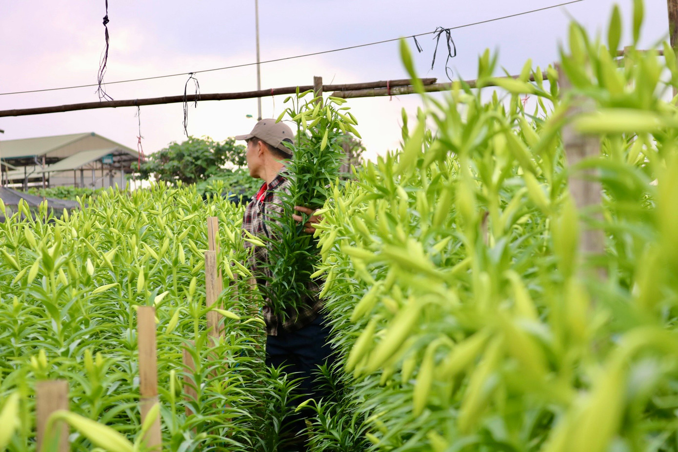 Người trồng hoa tại Hạ Mỗ (Đan Phượng) cho biết, còn khoảng 10 ngày nữa mới đến chính vụ nhưng có nhiều hoa nở sớm nên nhiều hộ đã bắt đầu thu hoạch được hơn 1 tuần nay. Người trồng hoa tại Hạ Mỗ (Đan Phượng) cho biết, còn khoảng 10 ngày nữa mới đến chính vụ nhưng có nhiều hoa nở sớm nên nhiều hộ đã bắt đầu thu hoạch được hơn 1 tuần nay.