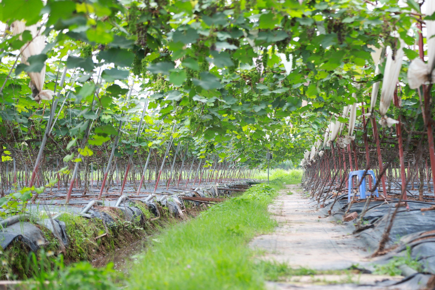 Từ những thửa ruộng bị bỏ trống của người dân, gia đình chị Nguyễn Hồng Hạnh (29 tuổi) - chủ vườn nho Hợi Hường đã mạnh dạn đầu tư thuê lại đất và chuyển đổi qua mô hình trồng nho hạ đen với mong muốn vừa phát triển được kinh tế vừa có thể kết hợp làm du lịch.