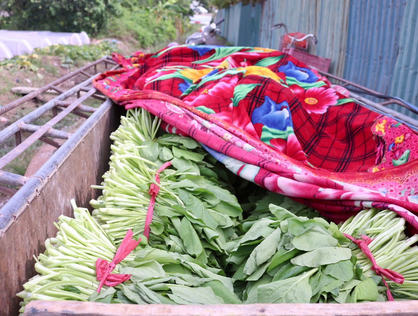 Không chỉ tiêu thụ ổn định trên địa bàn Hà Nội, sản phẩm nông sản của bà con huyện Mê Linh mà còn được đưa đi tiêu thụ ở nhiều địa phương khác, như: Hải Dương, Hải Phòng, Bắc Ninh, Hưng Yên, Thanh Hóa, Nghệ An… Không chỉ tiêu thụ ổn định trên địa bàn Hà Nội, sản phẩm nông sản của bà con huyện Mê Linh mà còn được đưa đi tiêu thụ ở nhiều địa phương khác, như: Hải Dương, Hải Phòng, Bắc Ninh, Hưng Yên, Thanh Hóa, Nghệ An…