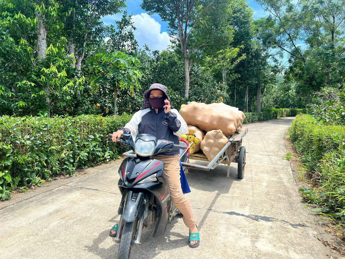 Theo chị Nguyệt, sản lượng bưởi năm nay kém do chịu ảnh hưởng nhiều từ thời tiết. Bưởi ra hoa đúng đợt mưa bão nên bị rụng nhiều. Ảnh: Người dân vận chuyển bưởi đi bán