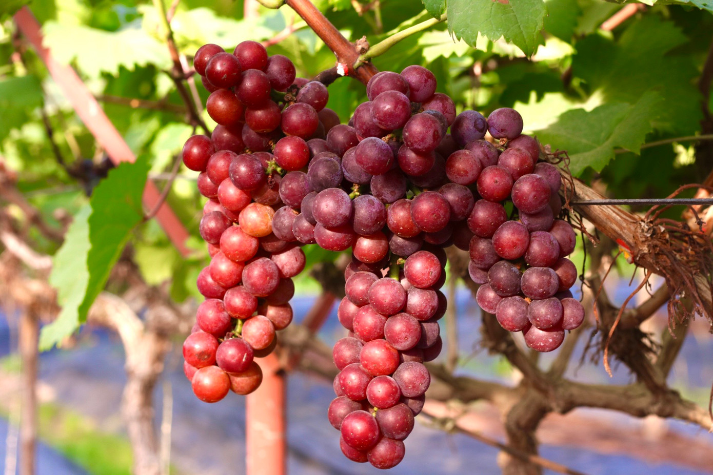 Được biết giống nho hạ đen không hạt được người dân xã Đan Phượng bắt đầu đưa về trồng từ cuối năm 2019 và chỉ 7 tháng sau đã cho thu hoạch vụ đầu tiên. Năm nào thời tiết thuận lợi, giống nho hạ đen sẽ cho thu hoạch 2 vụ vào tháng 6 và tháng 11.