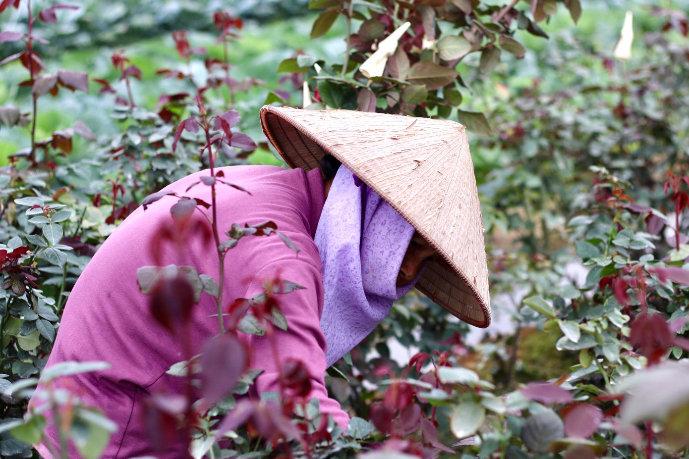 Vừa kết thúc vụ Tết, hoa hồng đã kịp cho ra những lứa mới để phục vụ thị trường chơi hoa ngày 8/3. Thế nhưng theo người dân, hoa đợt này ít nảy nên sản lượng phục vụ cho thị trường dịp Quốc tế phụ nữ 8/3 rất ít. Vừa kết thúc vụ Tết, hoa hồng đã kịp cho ra những lứa mới để phục vụ thị trường chơi hoa ngày 8/3. Thế nhưng theo người dân, hoa đợt này ít nảy nên sản lượng phục vụ cho thị trường dịp Quốc tế phụ nữ 8/3 rất ít.