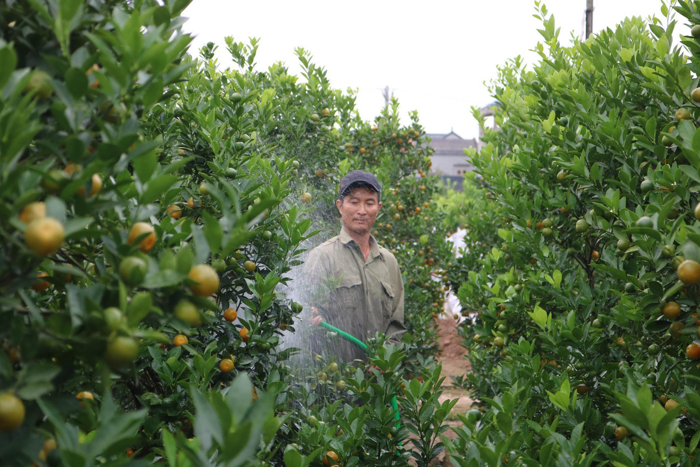 Nhà vườn đến độ gần tết chỉ cần tưới nước để giữ cho cây luôn được tươi