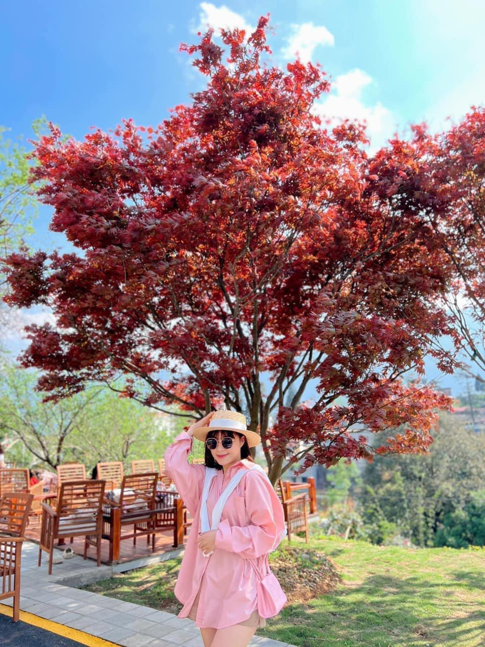 Khi vừa đâm chồi non, lá phong đỏ rực rất nên thơ, màu lá đỏ duy trì được khoảng 1 tháng sau đó chuyển dần qua màu xanh, khi lá già chuyển qua màu vàng rồi rụng, 2 tháng sau đó cây mới lên lại đợt lá đỏ tiếp theo.